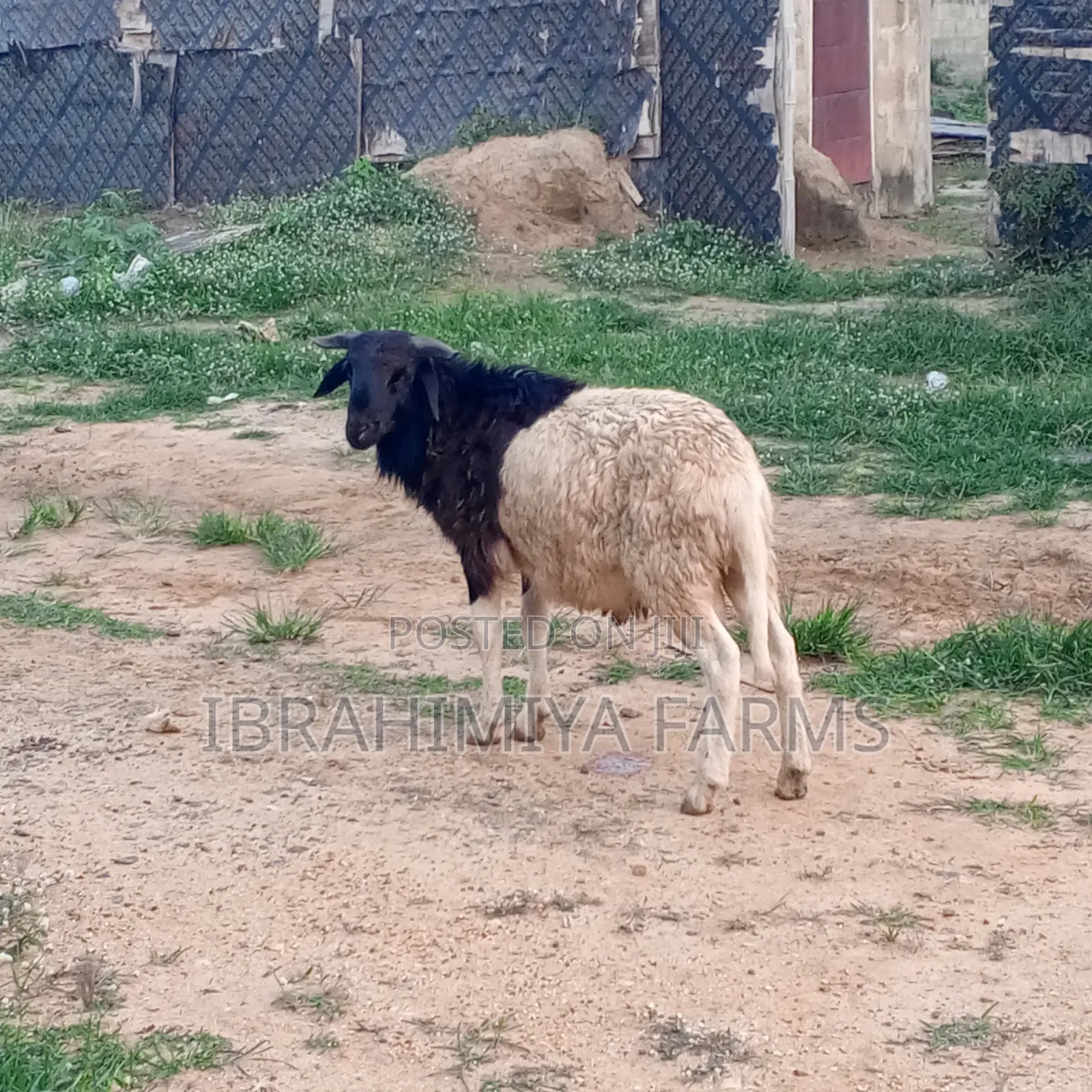 Affordable Sheeps