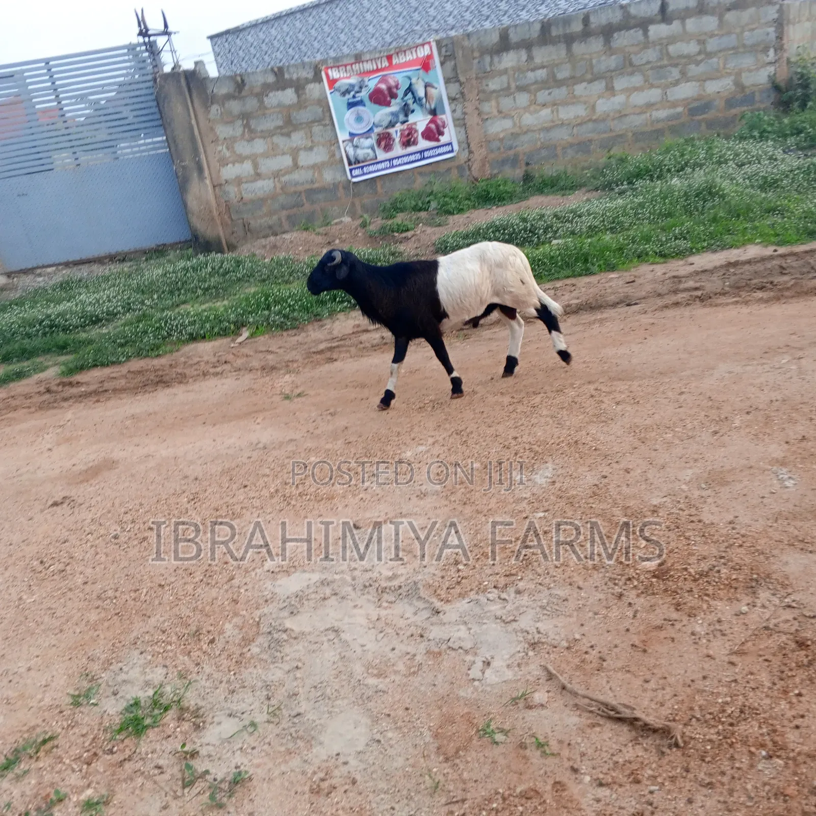 Affordable Sheeps