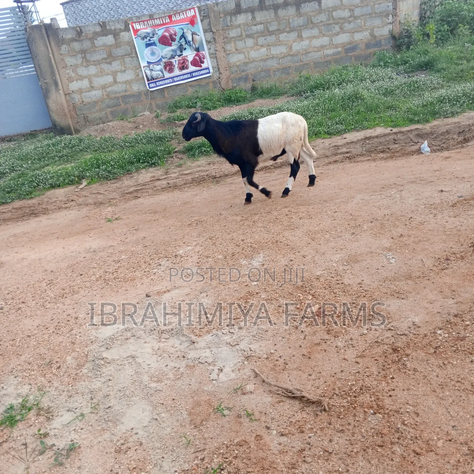 Affordable Sheeps