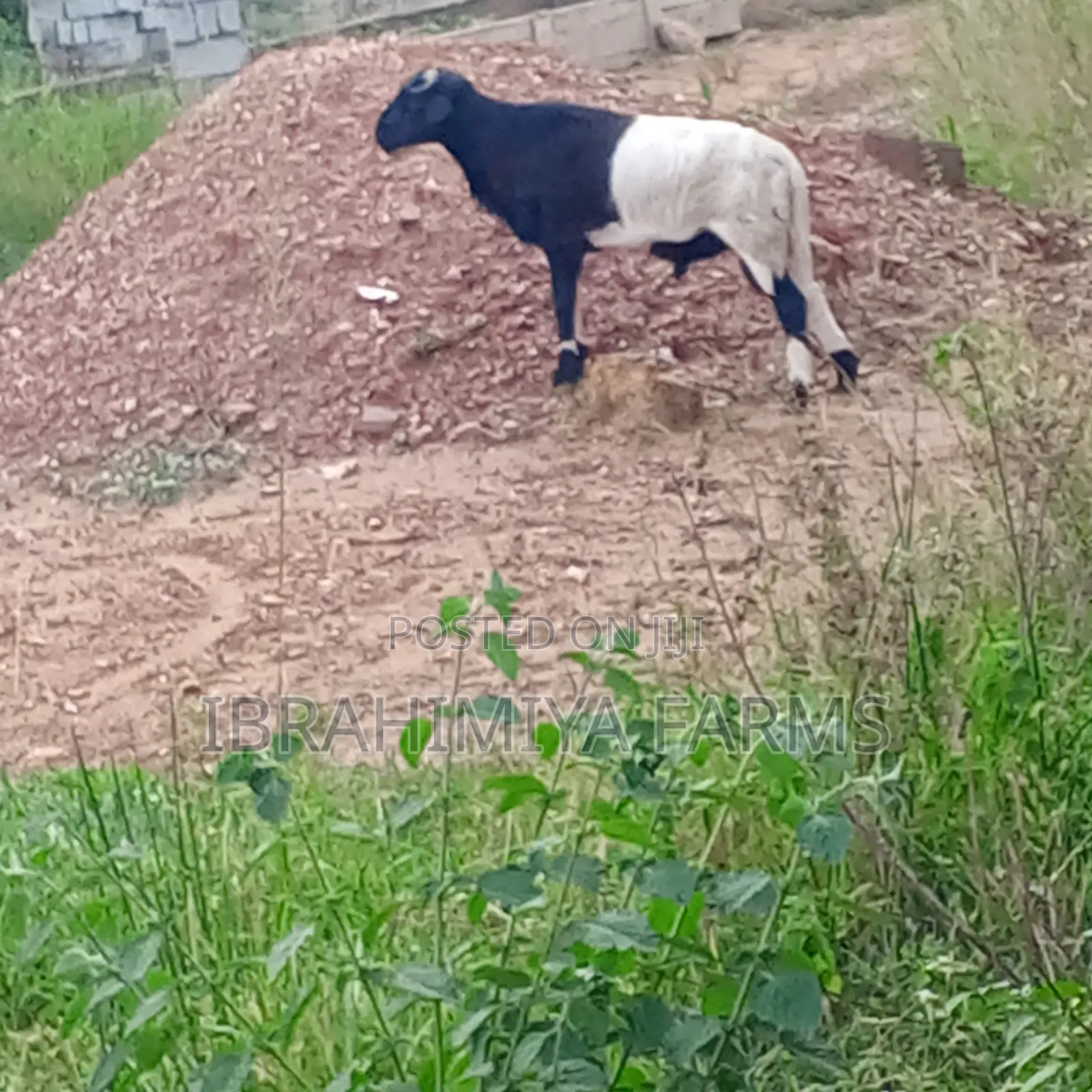 Affordable Sheeps