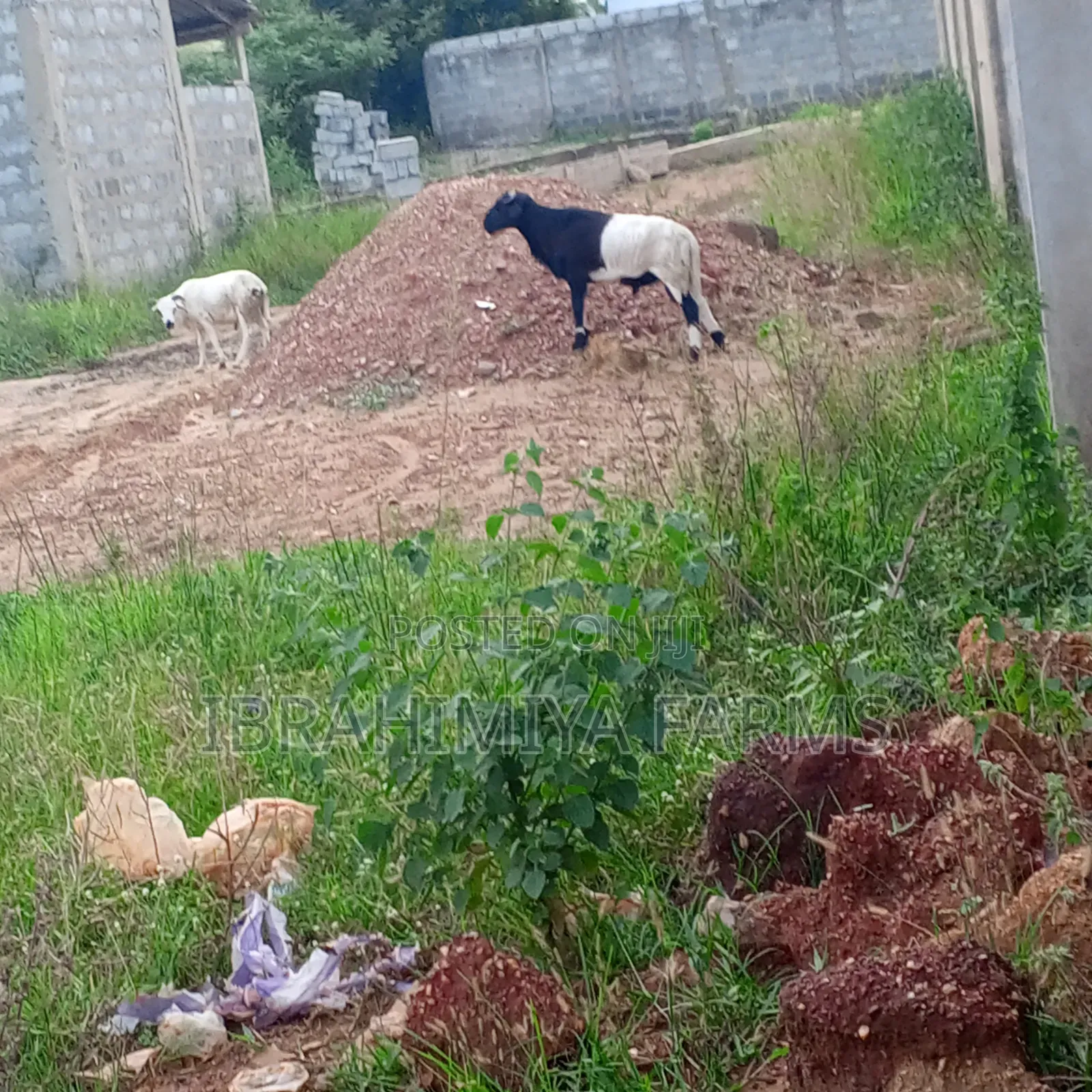 Affordable Sheeps