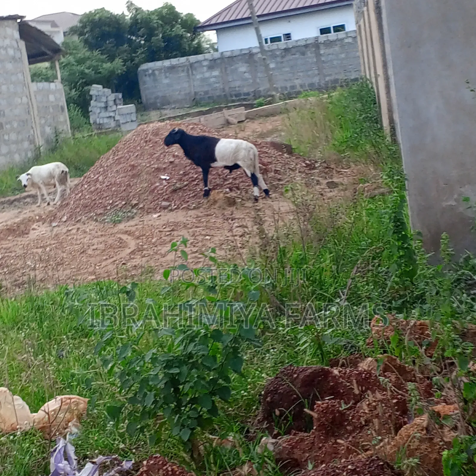 Affordable Sheeps