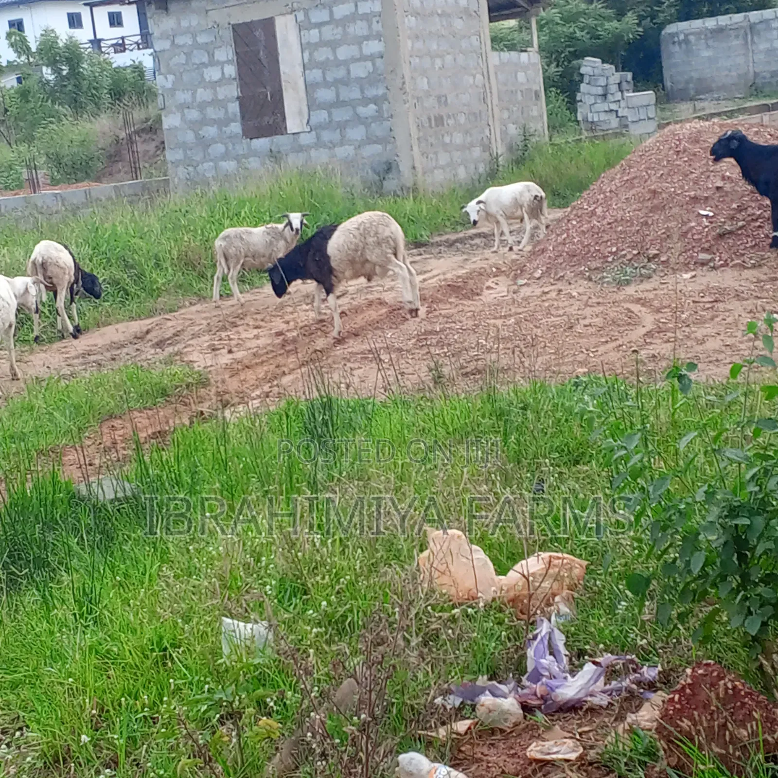 Affordable Sheeps