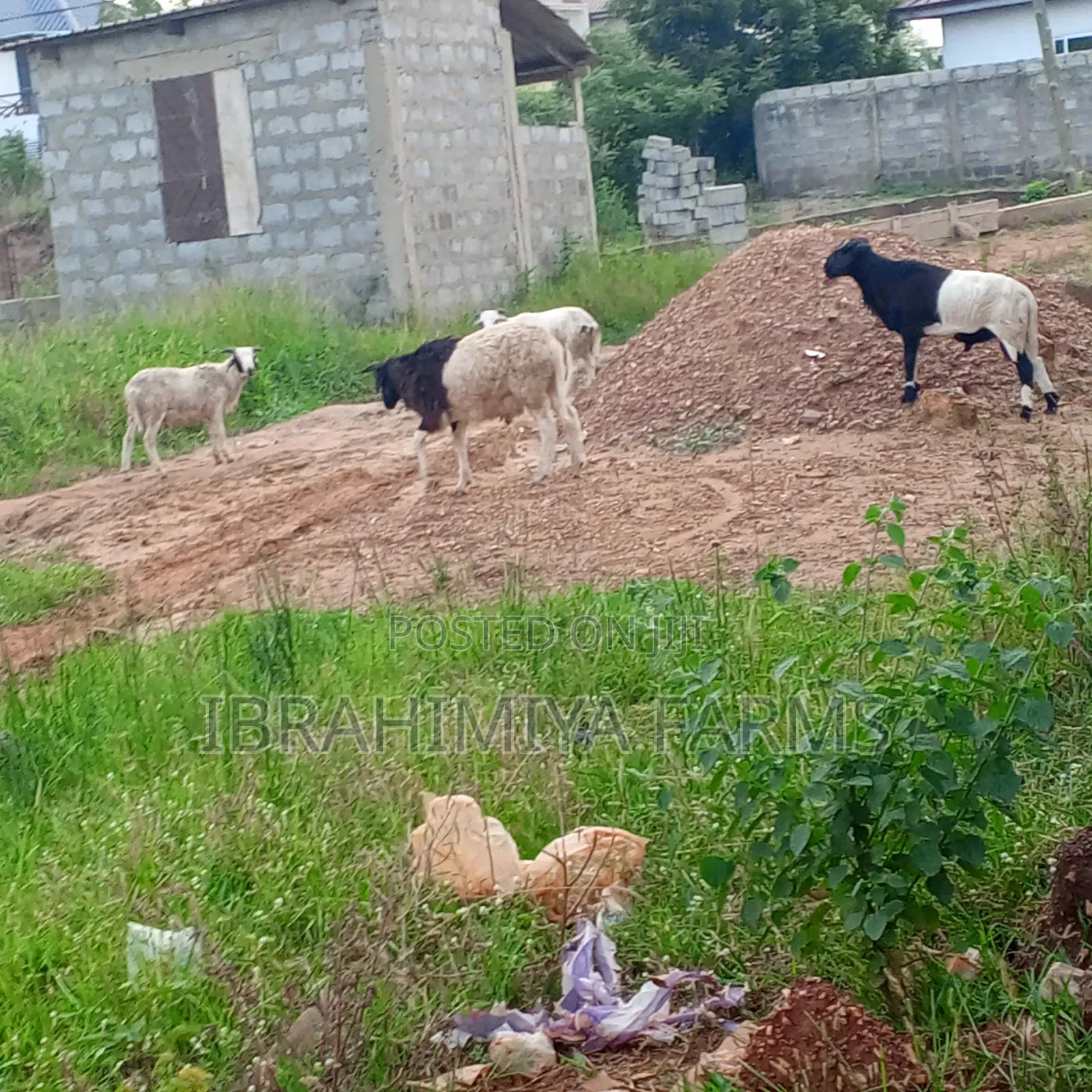 Affordable Sheeps