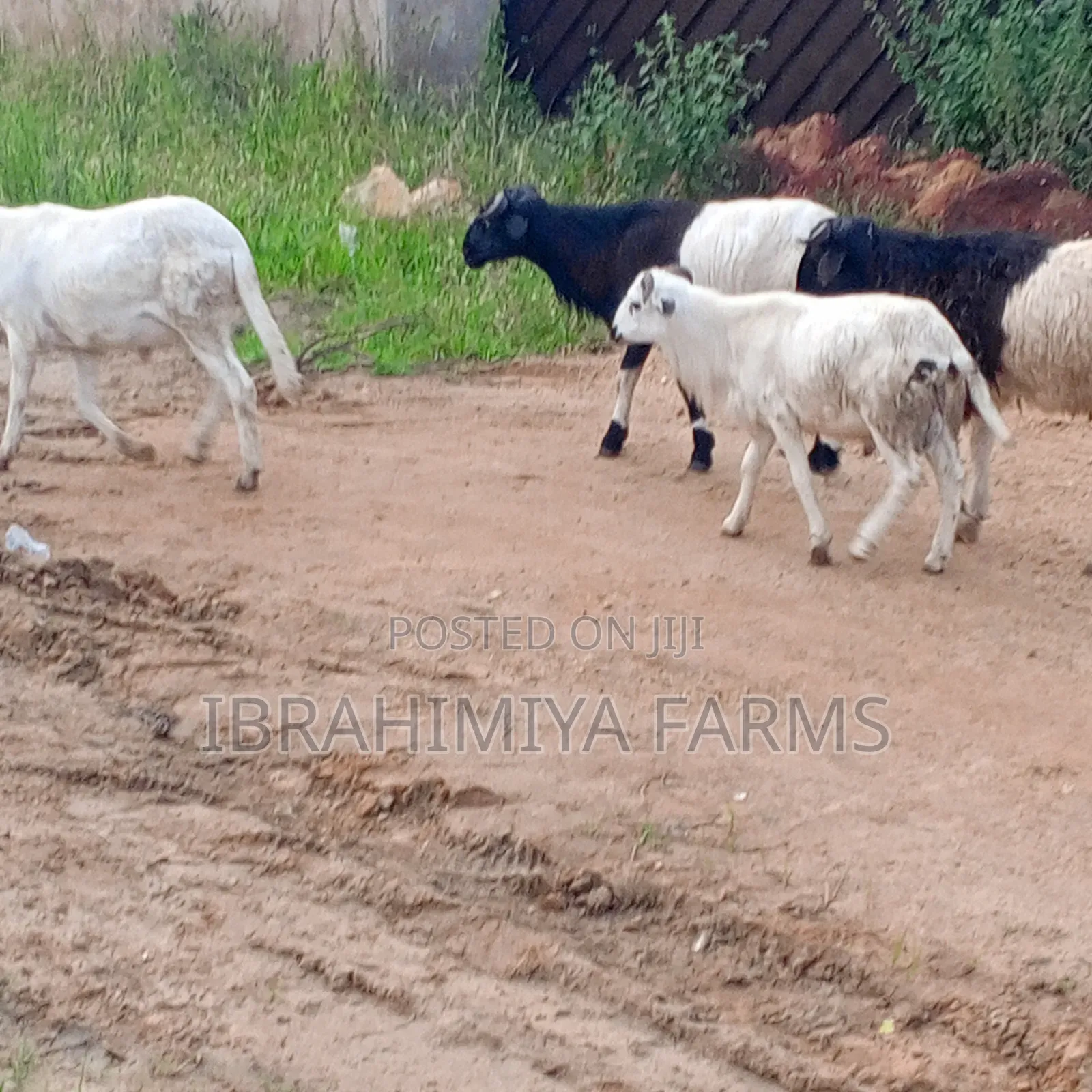 Affordable Sheeps