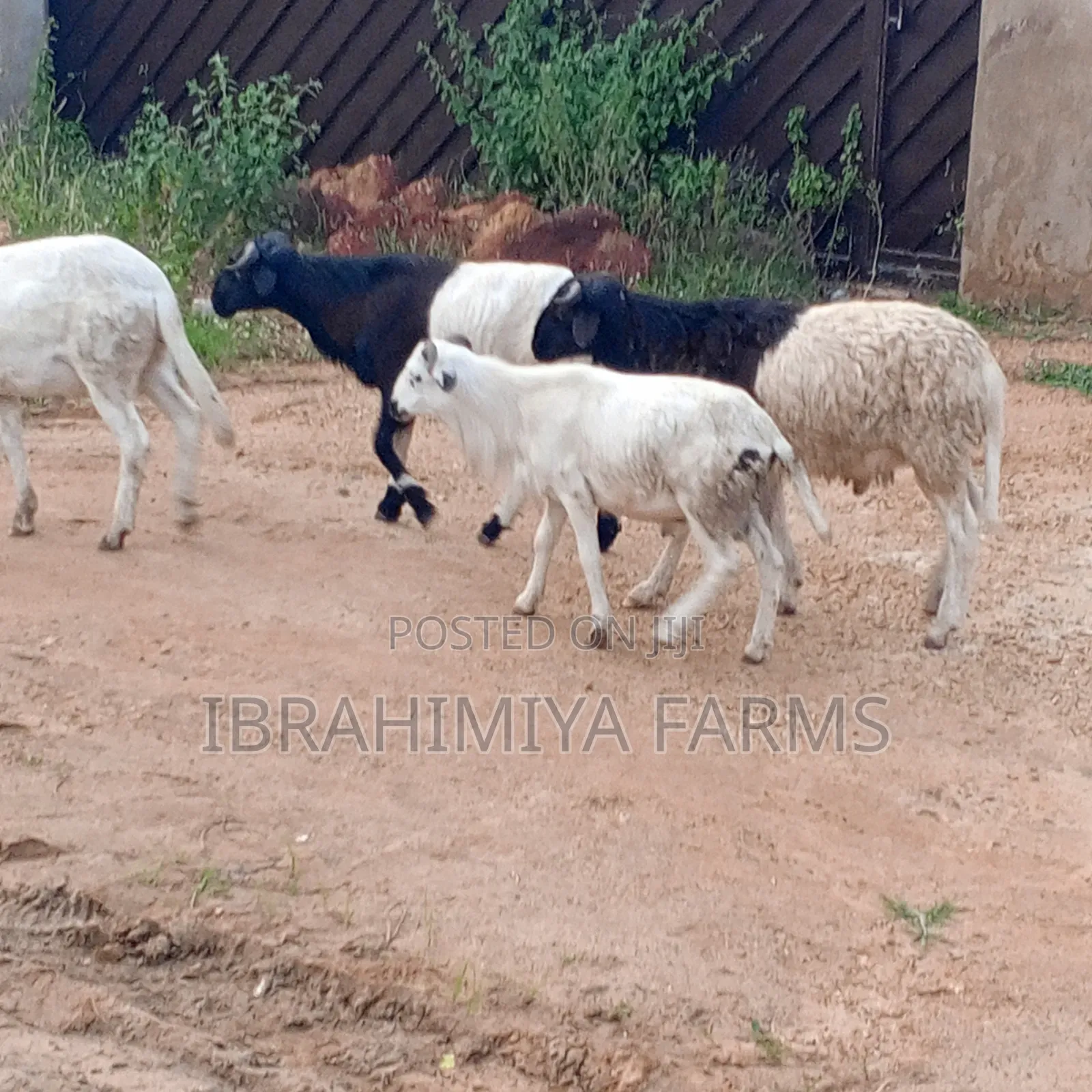Affordable Sheeps