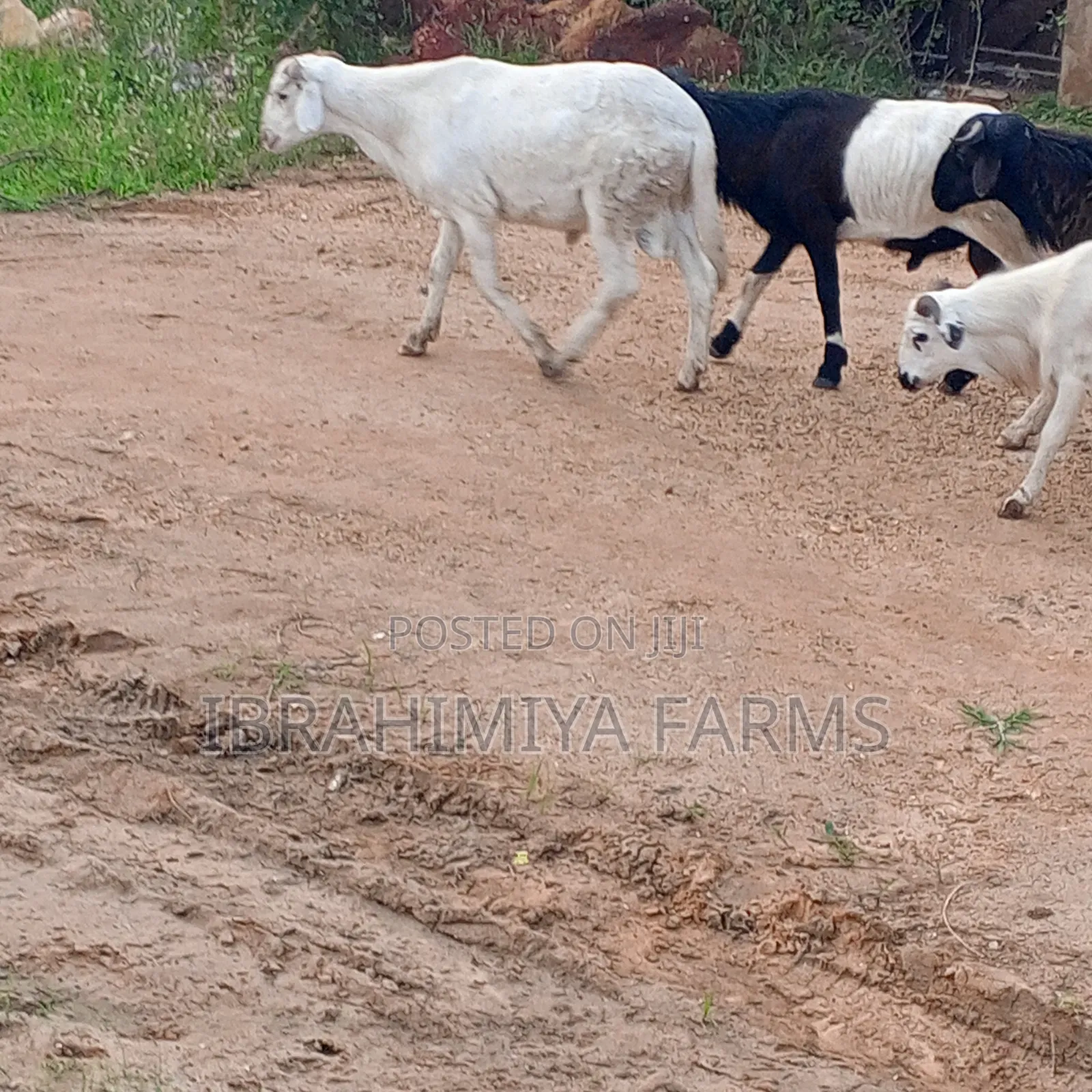 Affordable Sheeps