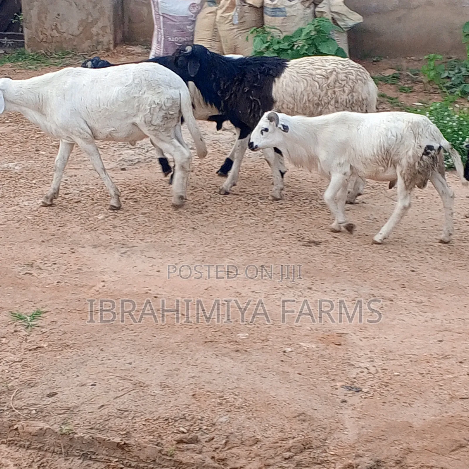 Affordable Sheeps