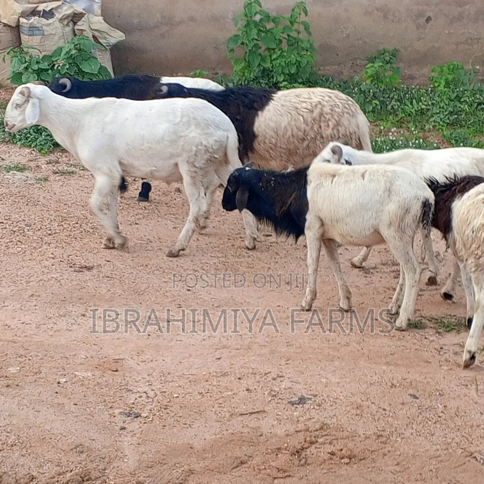 Affordable Sheeps