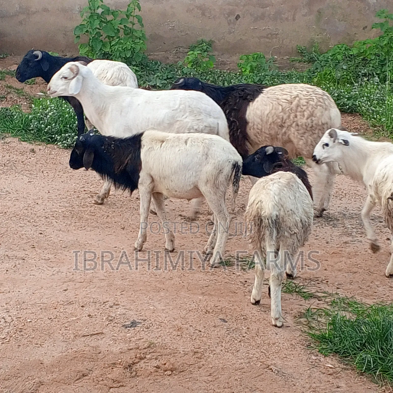 Affordable Sheeps