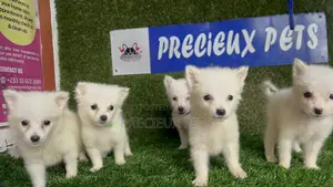 1-3 months Male Purebred American Eskimo