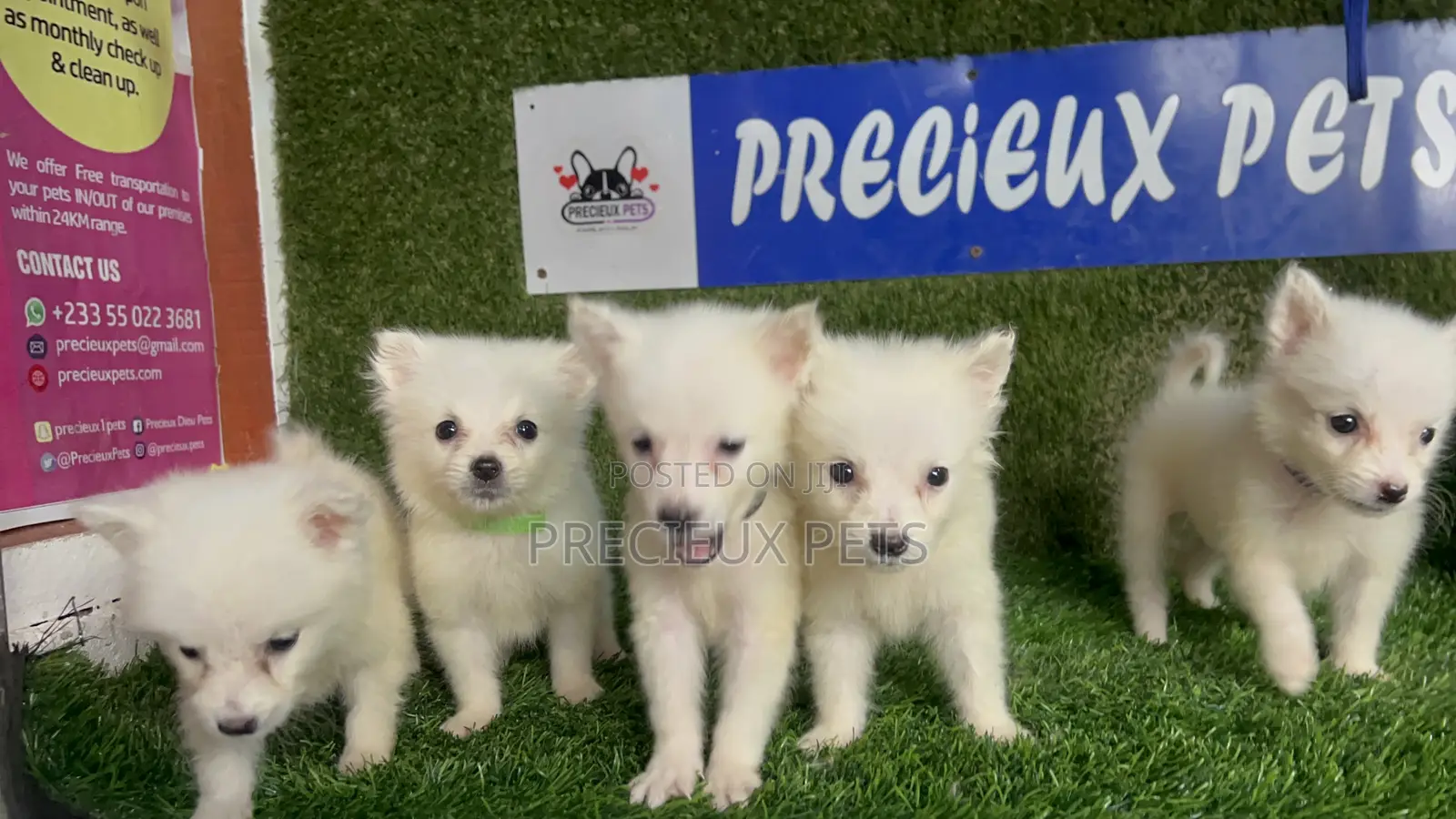 1-3 months Male Purebred American Eskimo