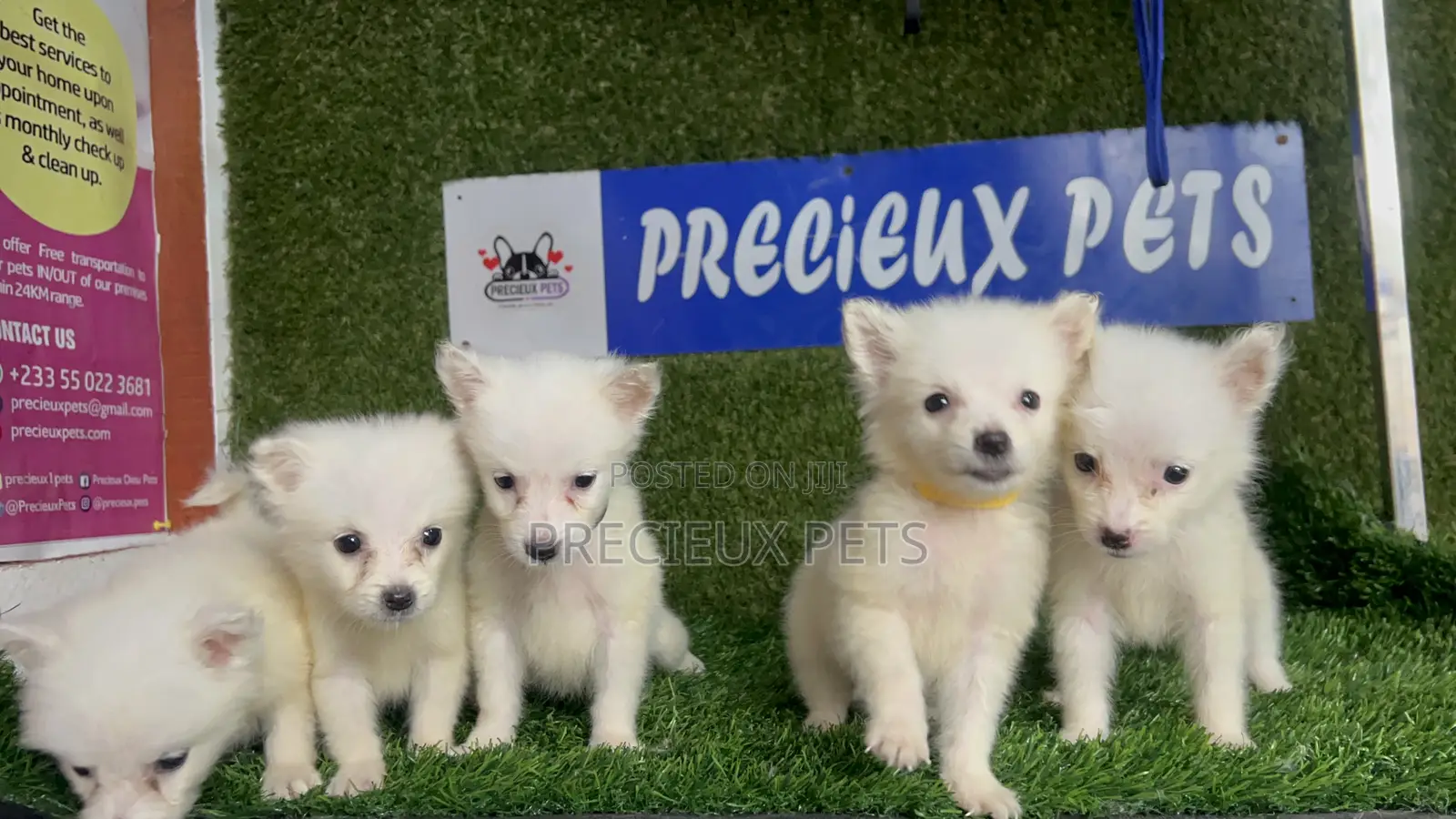 1-3 months Male Purebred American Eskimo