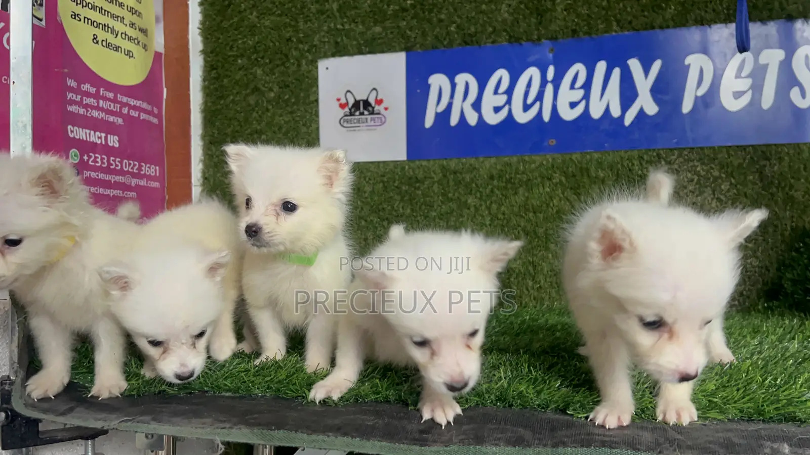 1-3 months Male Purebred American Eskimo