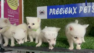 1-3 months Male Purebred American Eskimo