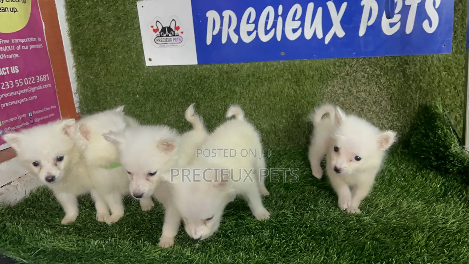 1-3 months Male Purebred American Eskimo