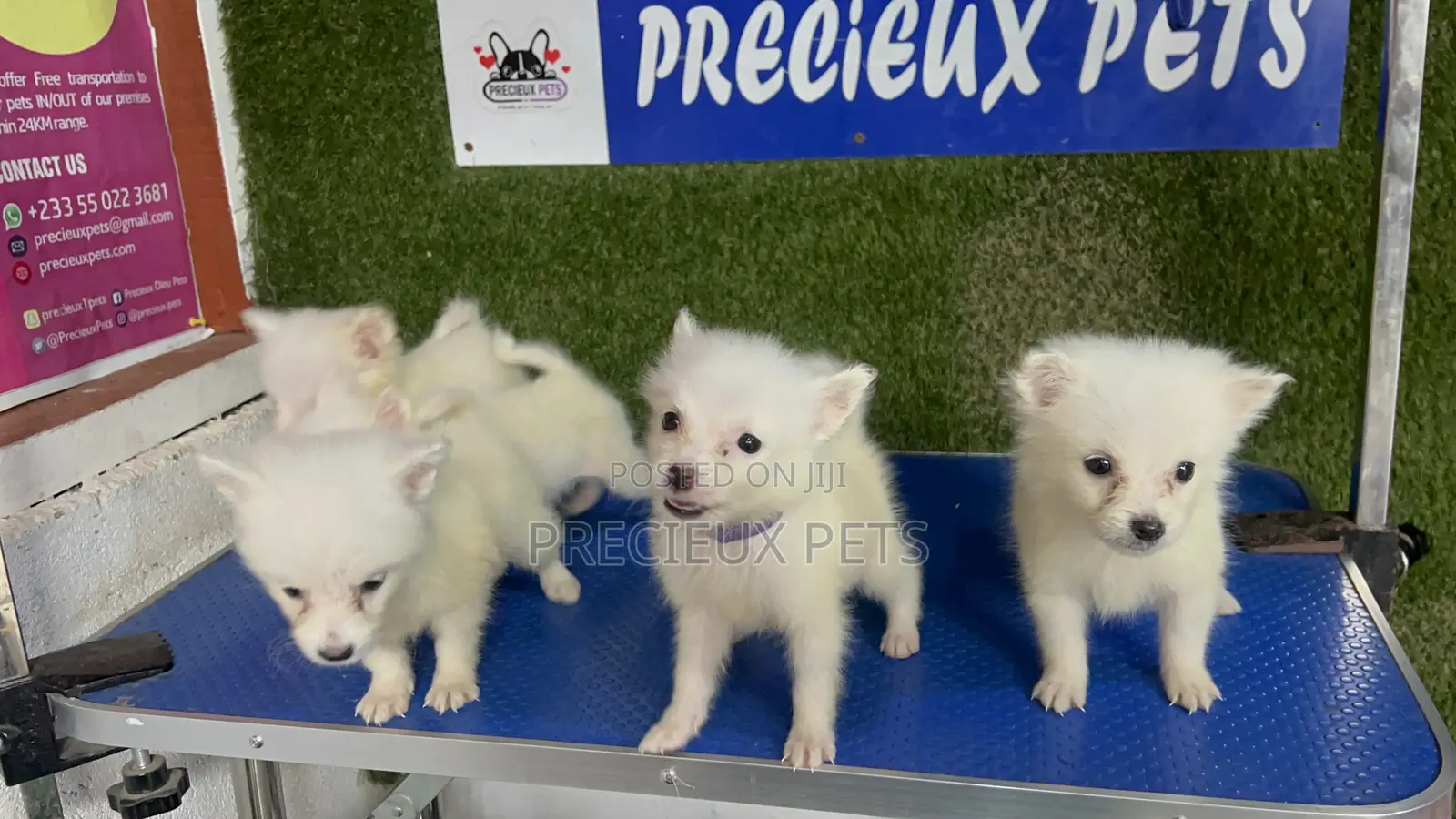 1-3 months Male Purebred American Eskimo