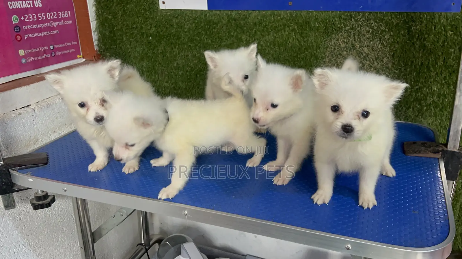 1-3 months Male Purebred American Eskimo