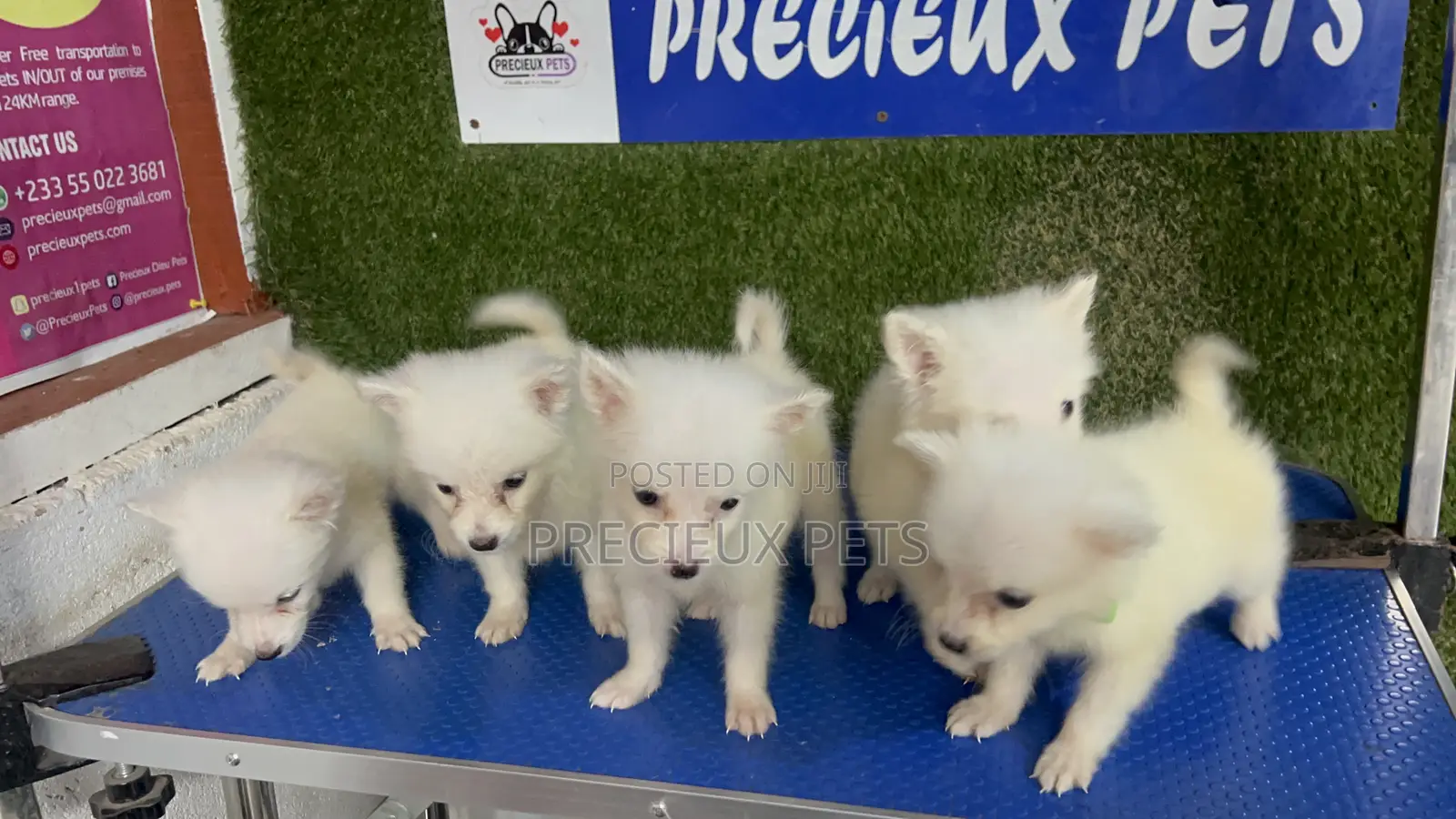 1-3 months Male Purebred American Eskimo