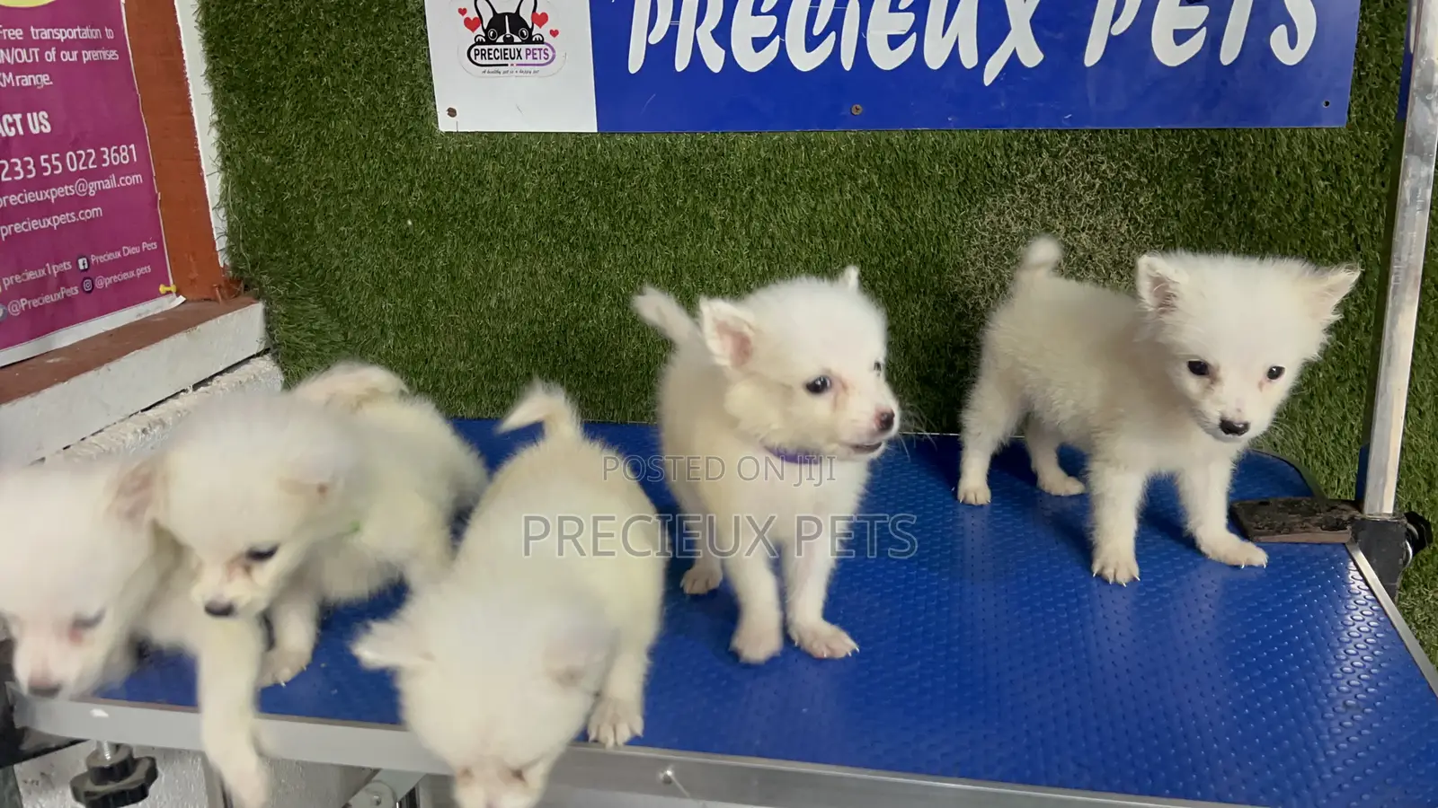 1-3 months Male Purebred American Eskimo