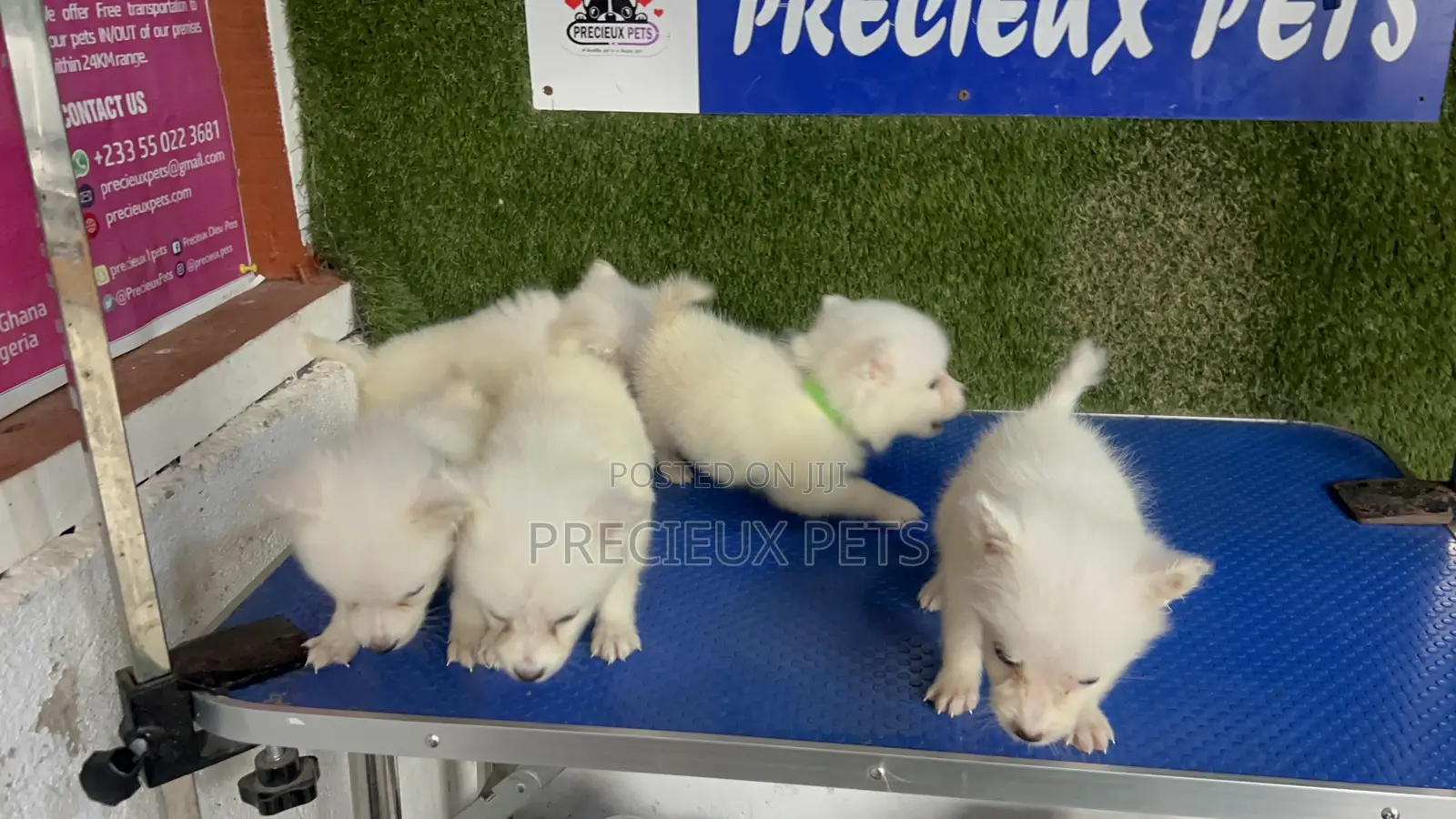 1-3 months Male Purebred American Eskimo