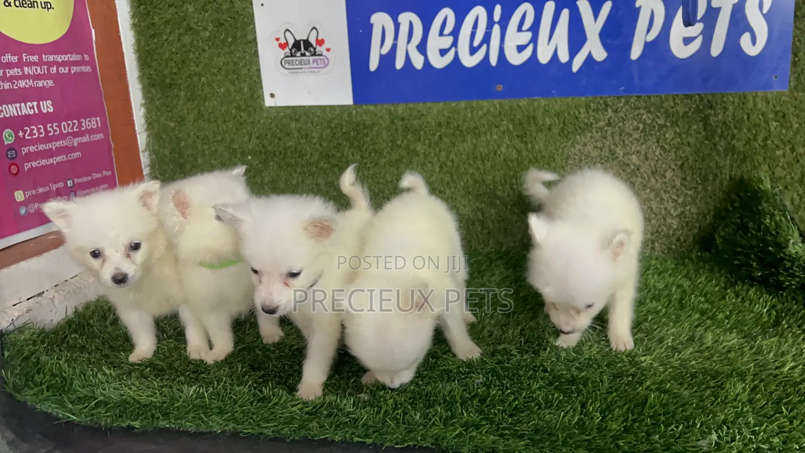 1-3 months Male Purebred American Eskimo