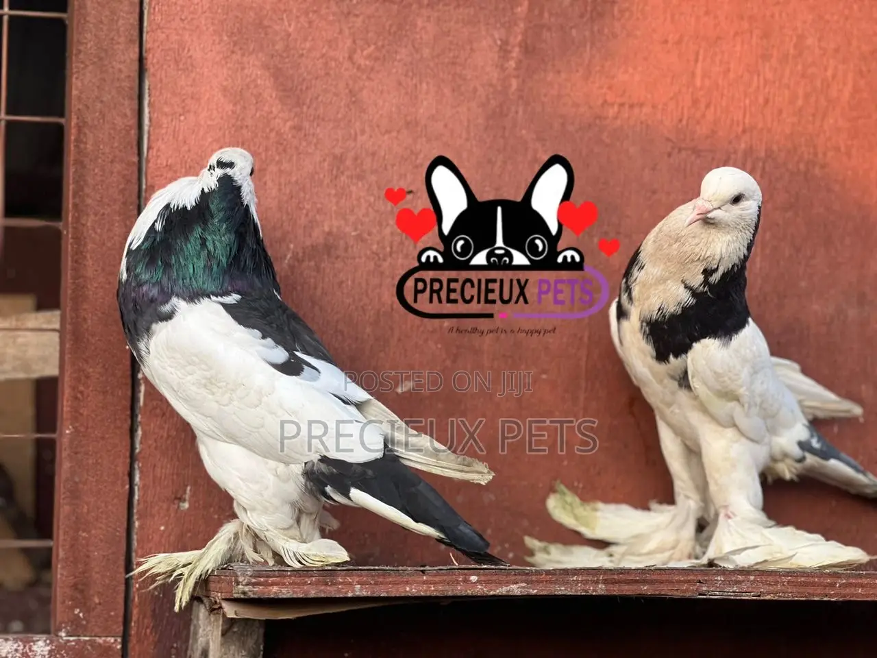 1 Pair of Pomeranian Pouter Pigeons