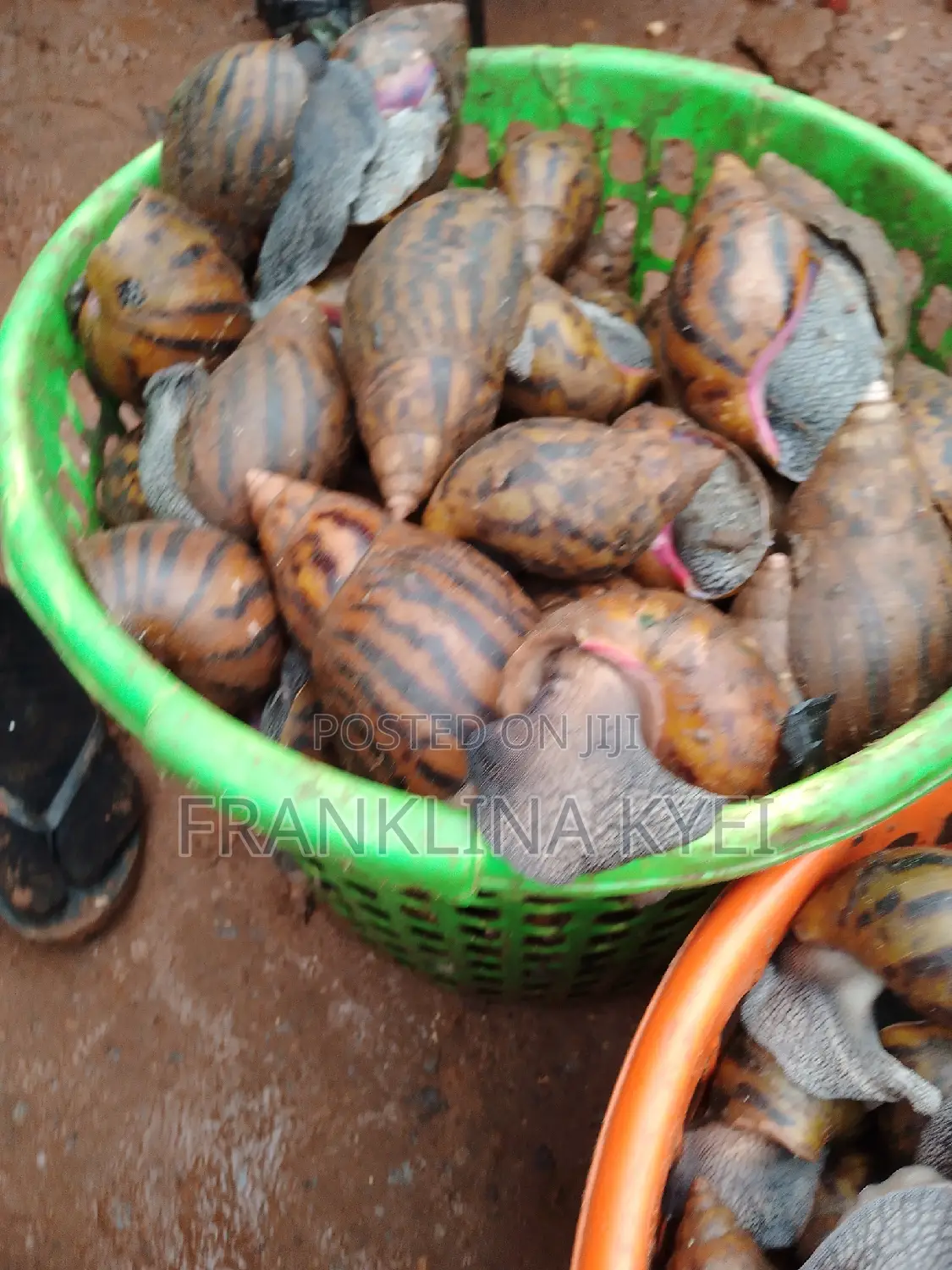 Bush Snails