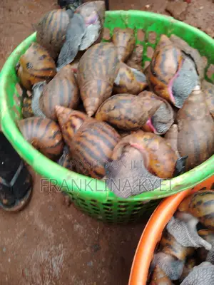 Bush Snails