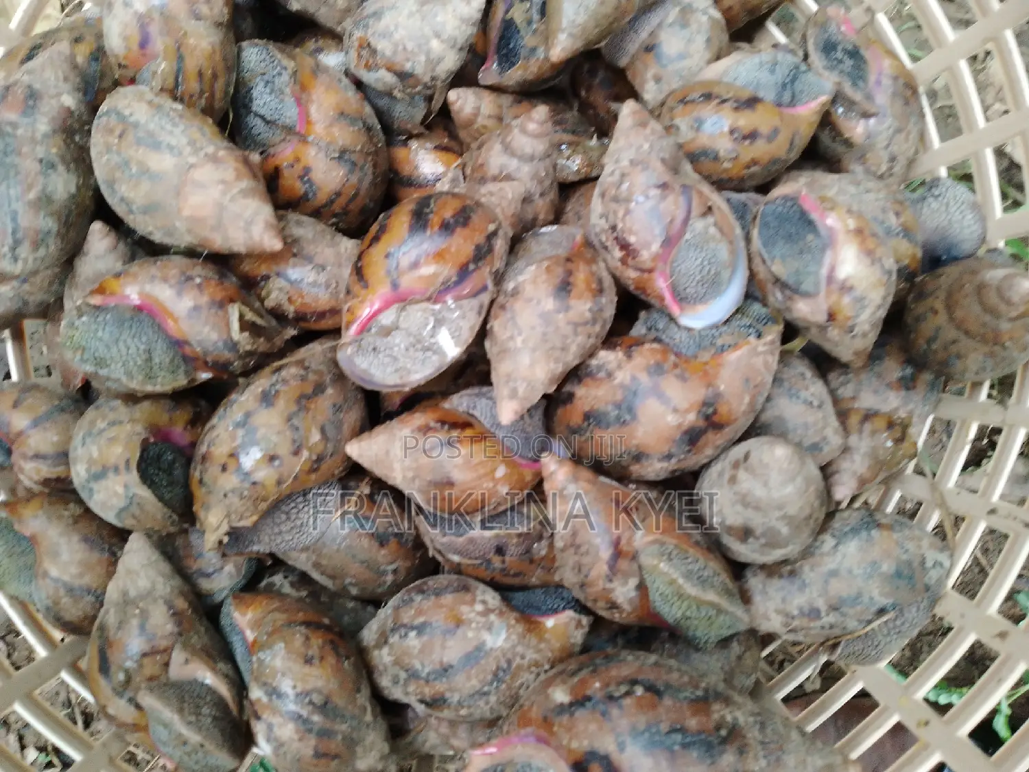 Bush Snails