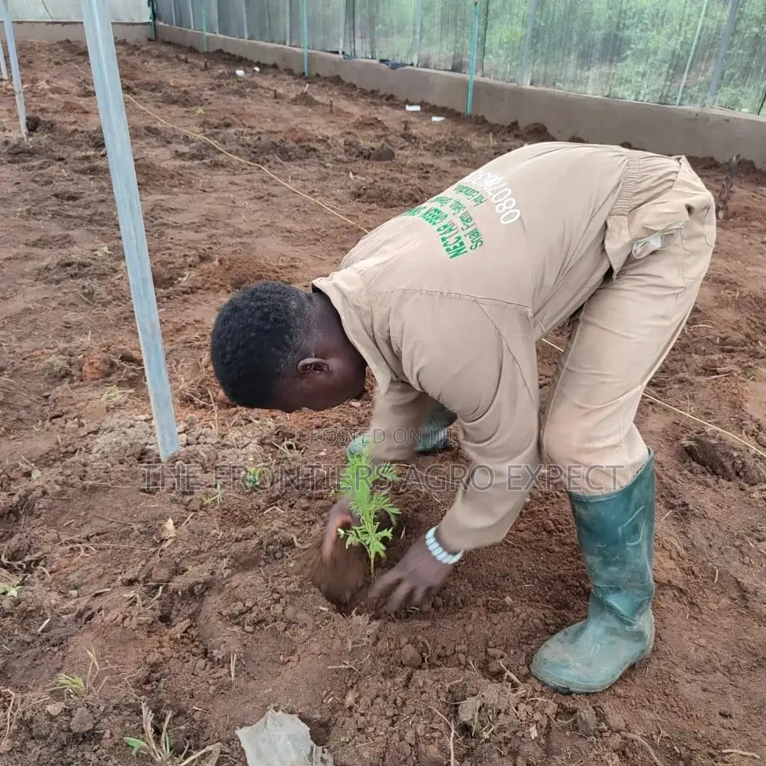 Commercial Snails Greenhouse