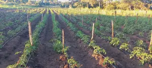Irrigation Installation and Technology Service Provider