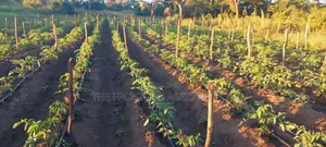 Irrigation Installation and Technology Service Provider