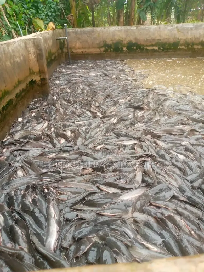 Concrete Pond For Catfish And Tilapia