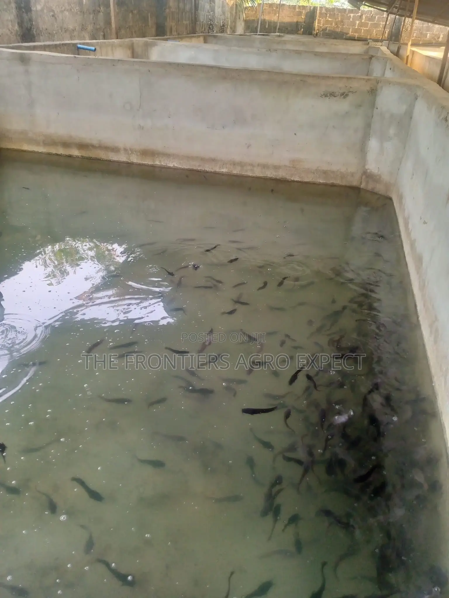 Concrete Pond For Catfish And Tilapia