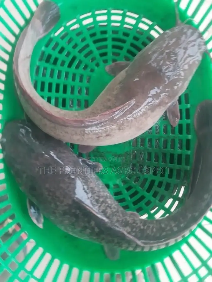 Concrete Pond For Catfish And Tilapia