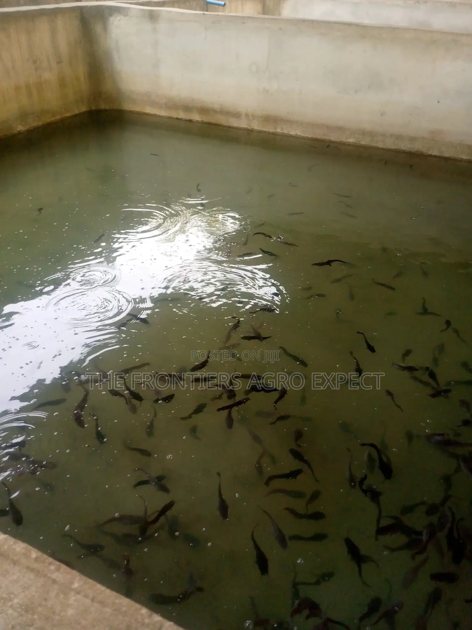 Concrete Pond For Catfish And Tilapia