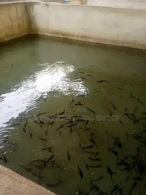 Concrete Pond For Catfish And Tilapia