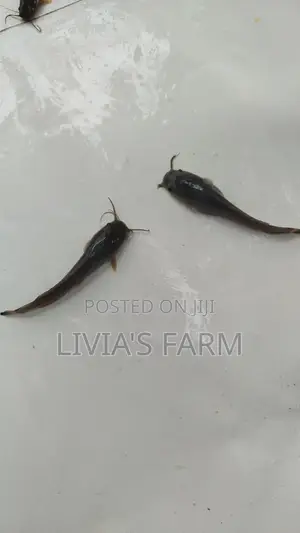 Cat Fish Fingerlings Juveniles Jumbo,1kg