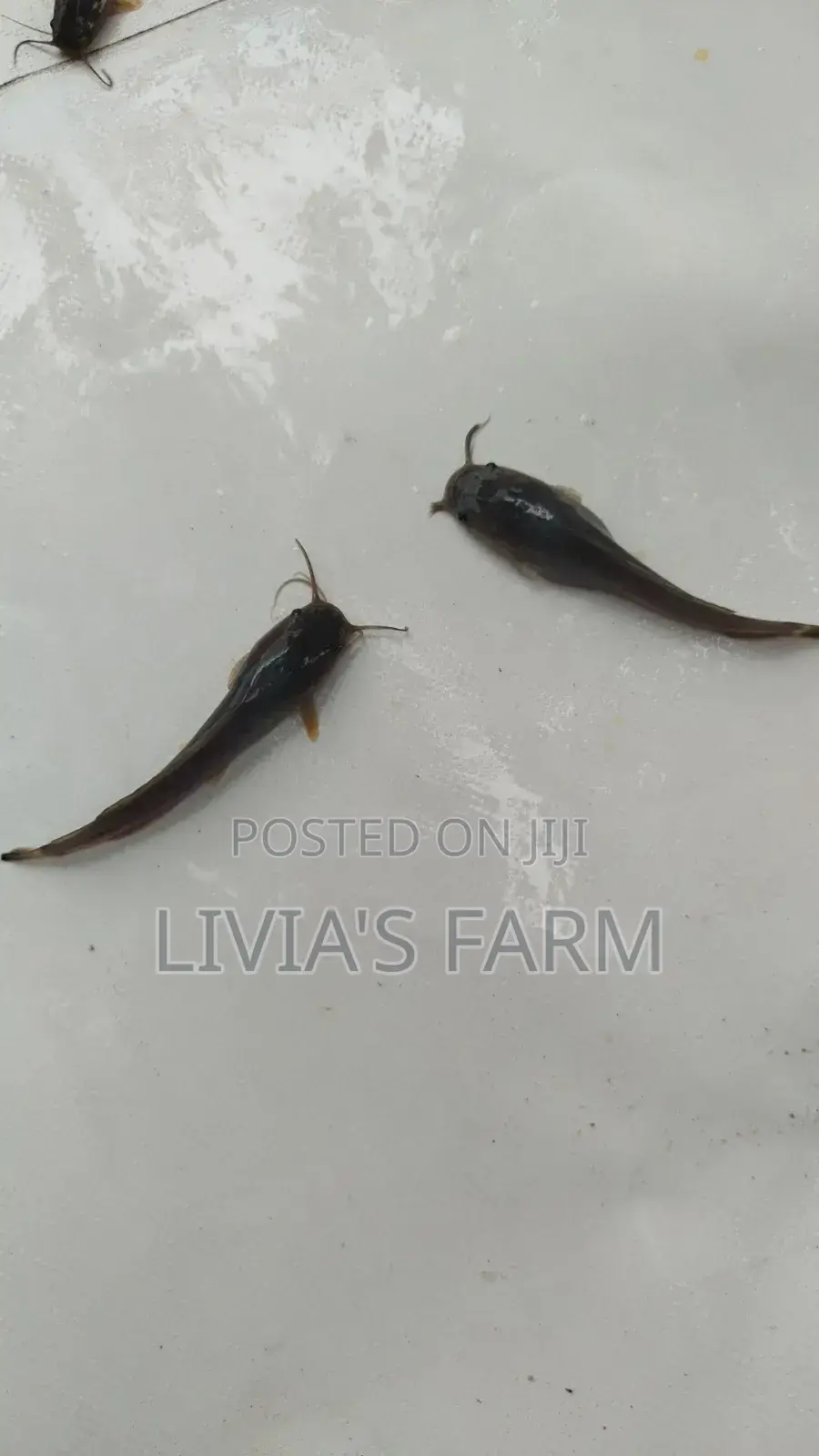 Cat Fish Fingerlings Juveniles Jumbo,1kg