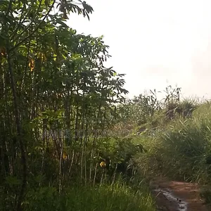 Farm Land for Sale