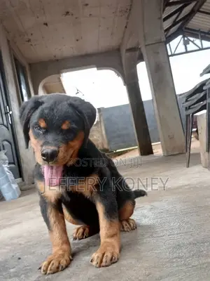 1-3 months Female Purebred Rottweiler