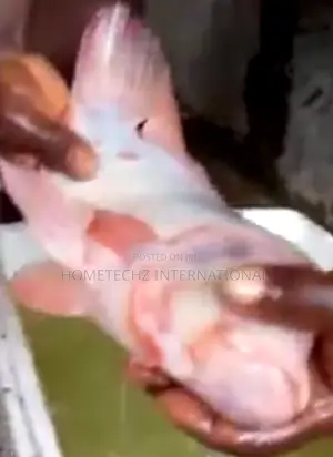 Highly Profitable Giant Red/Gift Tilapia Specie Fingerlings
