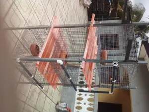 3 Unit Cage With Feeders,Automated Drinkers and Waste Collec