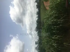 Farm Land for Sale at Kumasi Afigyase Ntomkumso