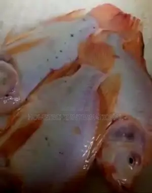 Highly Profitable Giant Red/Gift Tilapia Specie Fingerlings