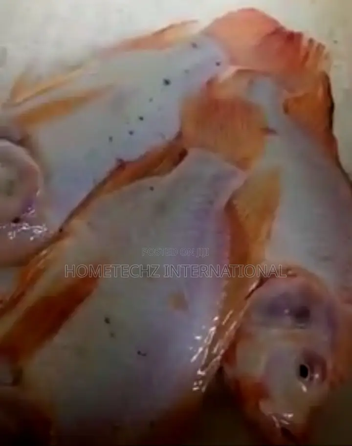 Highly Profitable Giant Red/Gift Tilapia Specie Fingerlings