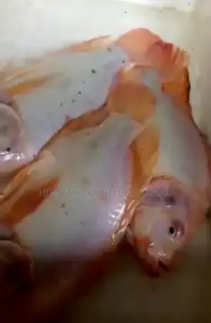 Highly Profitable Giant Red/Gift Tilapia Specie Fingerlings