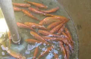 Highly Profitable Giant Red/Gift Tilapia Specie Fingerlings
