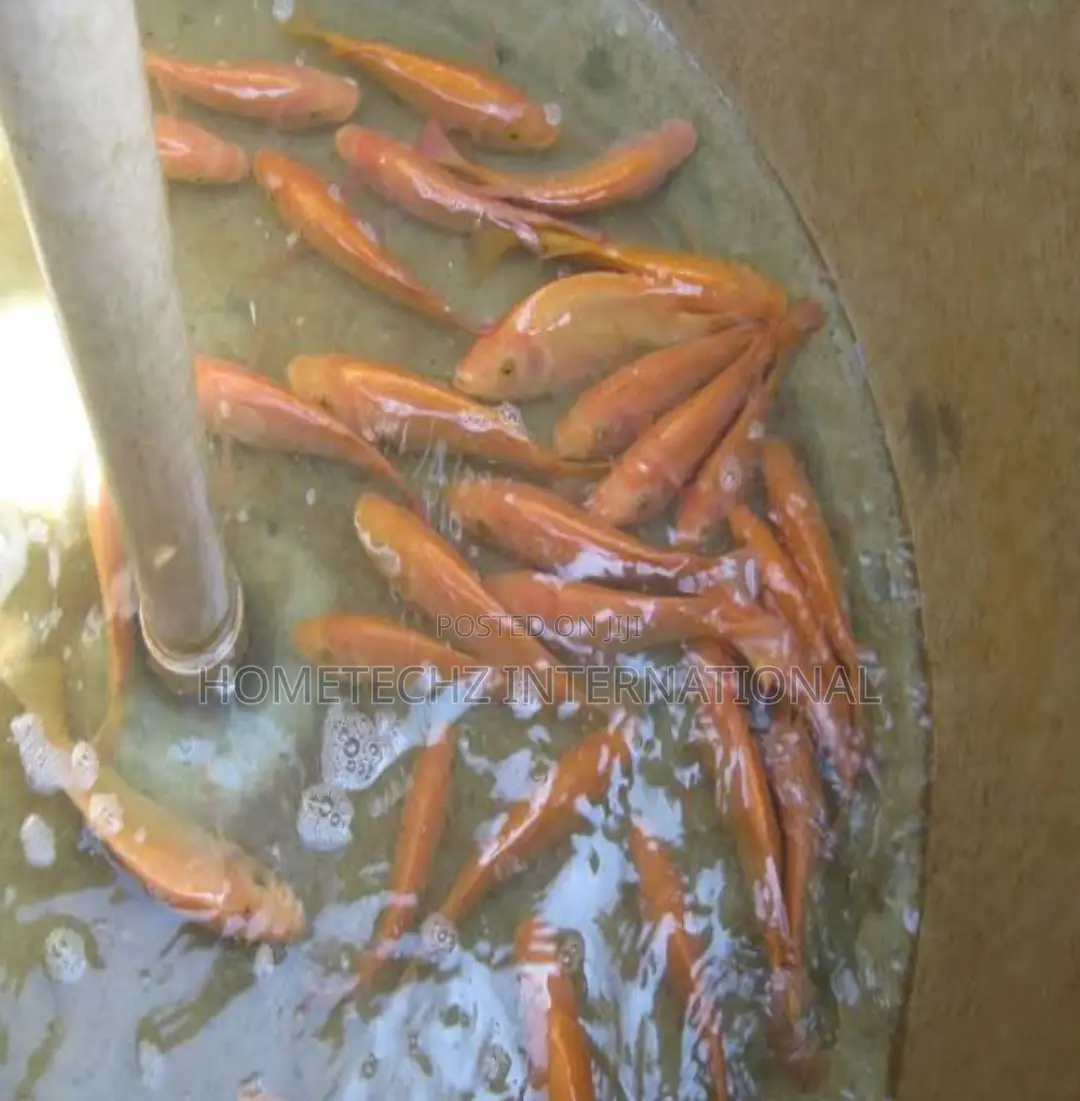 Highly Profitable Giant Red/Gift Tilapia Specie Fingerlings